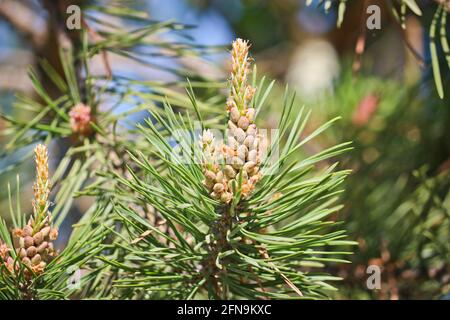 Cônes de pin, inflorescence mâle. Cône de conifère mâle. Le pollen de pin est un allergène. Mise au point sélective. Banque D'Images