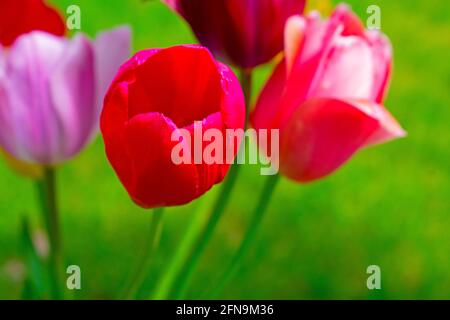 Tulipes rouges et roses sur un fond flou de vert herbe Banque D'Images
