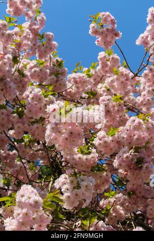 Arbre de fleur de cerisier en pleine floraison. Banque D'Images