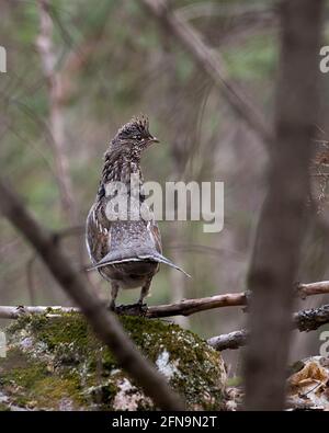 Partridge debout sur la roche de la mousse dans la forêt au printemps avec une vue arrière montrant des plumes brunes, des yeux, du bec, dans son environnement et son habitude Banque D'Images