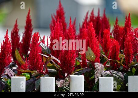 la faune et la flore, la nature de jour dans le parc Banque D'Images