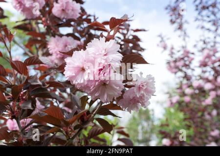 Arbre rose, Sakura Kanzan. Prunus serrulata. Cerasus serrulata. Sekiyama. Fleur de cerisier japonais, saison de printemps Banque D'Images