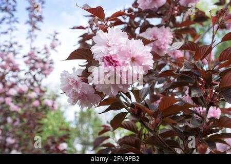 Arbre rose, Sakura Kanzan. Prunus serrulata. Cerasus serrulata. Sekiyama. Fleur de cerisier japonais, saison de printemps Banque D'Images