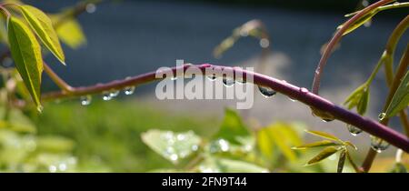 Gouttes de pluie sur les tiges d'une plante grimpant sur fond de bokeh. La plante est un akebia à cinq feuilles. Banque D'Images