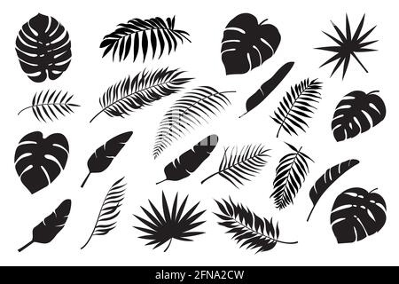 Silhouettes de feuilles de palmier. Monstère de feuilles tropicales, banane et noix de coco. Feuillage de la jungle, forêt tropicale exotique palmiers décoration florale ensemble vectoriel. Branches et feuilles paradisiaques pour l'été Illustration de Vecteur