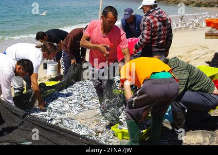 Les pêcheurs de sardine trient leurs prises sur terre, Espinho, Portugal Banque D'Images