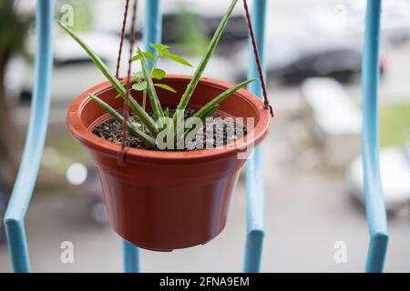 Cliché sélectif d'une usine de vera d'aloès dans un pot à fleurs marron Banque D'Images