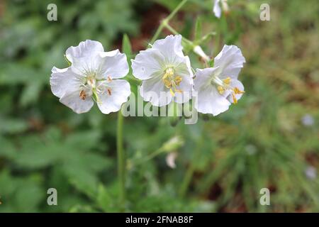 Geranium phaeum ‘Album’ Ducky Cranes Bill Album - fleurs blanches et feuilles de lob vert frais, mai, Angleterre, Royaume-Uni Banque D'Images