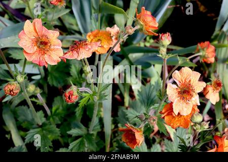 Geum ‘totalement Tangerine’ avens totalement Tangerine – fleurs en forme de soucoupe orange et feuilles lobées, mai, Angleterre, Royaume-Uni Banque D'Images