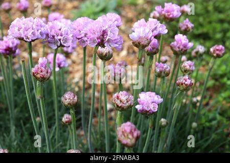 Armeria maritima ‘Armada Rose’ Thrift Armada Rose – grappe sphérique de fleurs roses roses roses et de feuilles herbeuses, mai, Angleterre, Royaume-Uni Banque D'Images