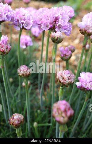 Armeria maritima ‘Armada Rose’ Thrift Armada Rose – grappe sphérique de fleurs roses roses roses et de feuilles herbeuses, mai, Angleterre, Royaume-Uni Banque D'Images