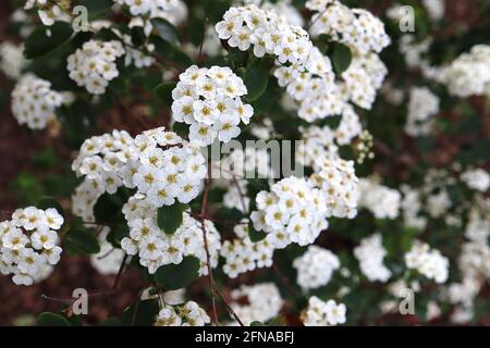 Spiraea x vanhouttei couronne de la mariée de la Renaissance Vanhoutte spiraea Renaissance – grappes bombées de petites fleurs blanches sur branches pendantes, mai, Royaume-Uni Banque D'Images