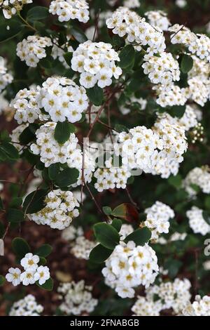 Spiraea x vanhouttei couronne de la mariée de la Renaissance Vanhoutte spiraea Renaissance – grappes bombées de petites fleurs blanches sur branches pendantes, mai, Royaume-Uni Banque D'Images