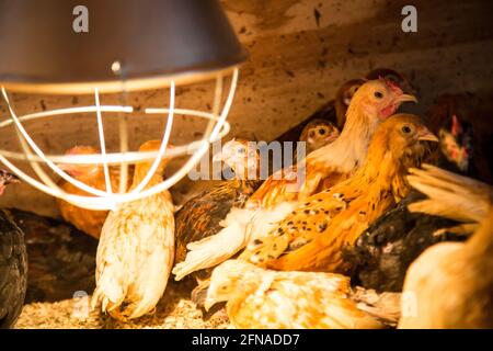 Des jeunes fleurs dans une boîte de sélection de poulet Banque D'Images