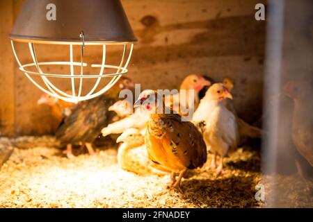 Des jeunes fleurs dans une boîte de sélection de poulet Banque D'Images