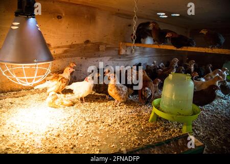 Des jeunes fleurs dans une boîte de sélection de poulet Banque D'Images