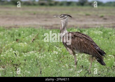 Côté sur le portrait de Kori Bustard (Ardeotis kori) le plus grand oiseau volant originaire d'Afrique dans le parc national d'Etosha, Namibie. Banque D'Images