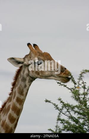 Côté sur le portrait d'une girafe angolaise sauvage (Giraffa camelopalis angolensis) paître sur des épines du parc national d'Etosha, Namibie. Banque D'Images