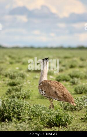 Gros plan de Kori Bustard (Ardeotis kori) le plus grand oiseau volant originaire d'Afrique dans le parc national d'Etosha, Namibie. Banque D'Images