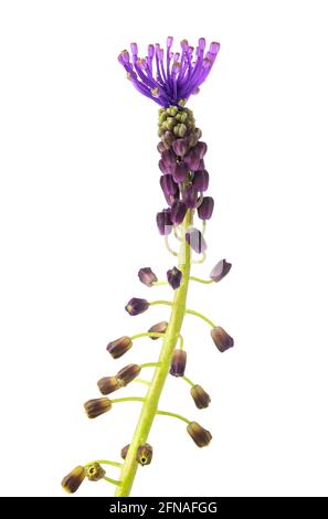 Fleur de jacinthe à pampille isolée sur fond blanc Banque D'Images