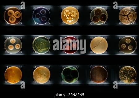 Différents types de bactéries, moisissures et champignons dans les boîtes de Petri Banque D'Images