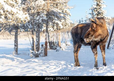 Un grand orignal mâle dans le nord du Canada hiver neige, neige couvert paysage par un froid, jour de décembre debout et regardant en arrière. Banque D'Images