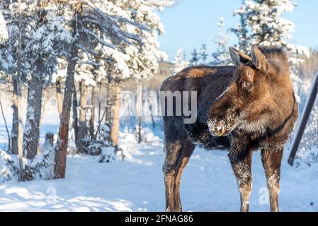 Un grand orignal mâle dans le nord du Canada hiver neige, neige couvert paysage par un froid, jour de décembre debout et regardant en arrière. Banque D'Images
