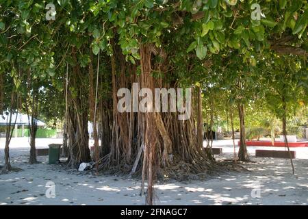 Banyan Tree sacré à Feridhoo, Maldives Banque D'Images