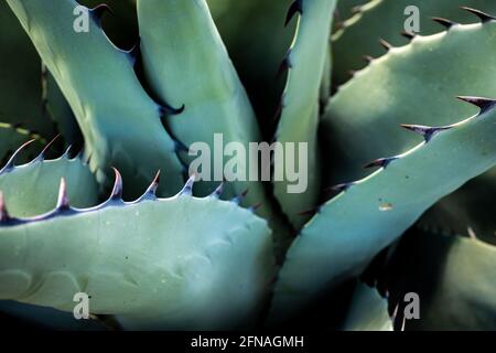 Gros plan des épines acérées sur Agave Havardiana Banque D'Images