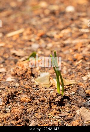 Une plante d'oignon a germé dans un jardin d'arrière-cour. Banque D'Images