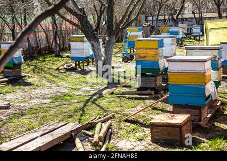 Des buffets près de l'entrée de la ruche., pour aider les abeilles tombées à entrer dans la ruche. Préparation du printemps. Banque D'Images