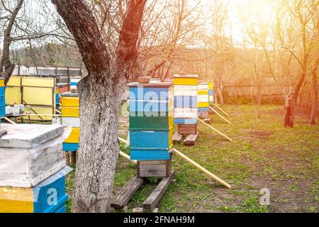 Des buffets près de l'entrée de la ruche., pour aider les abeilles tombées à entrer dans la ruche. Préparation du printemps. Banque D'Images