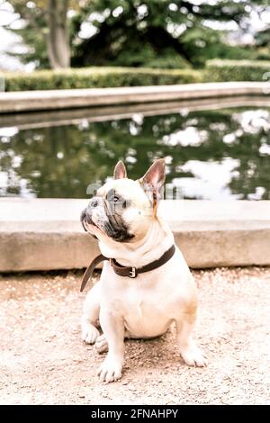 Mignon petit chien assis dans le parc d'été près de l'étang avec des arbres se reflétant dans l'eau. Un adorable concept animal de compagnie pour un style de vie. Arrière-plan de la nature. Banque D'Images