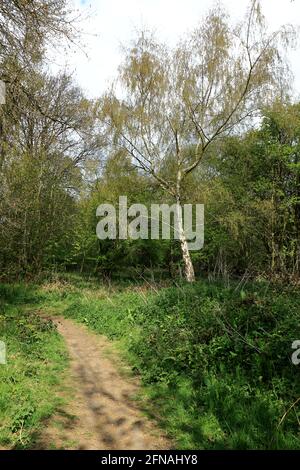 Un sentier à travers les bois d'Ashenbank Banque D'Images