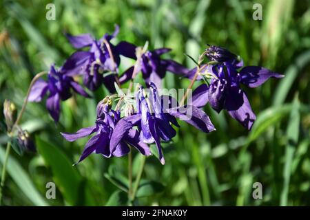 Aquilegia violet dans le jardin de printemps. Fleurs violettes d'aquilegia en arrière-plan naturel. Banque D'Images