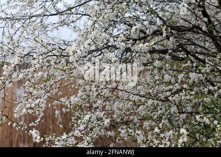 Jardin de printemps fleuri par une journée ensoleillée. Banque D'Images