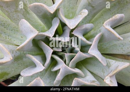 Macro centre d'une plante succulente Topsy Turvey Banque D'Images