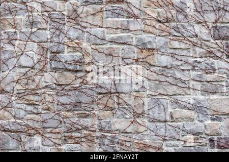 Branches d'arbre sans feuilles sur le mur du bâtiment. Banque D'Images