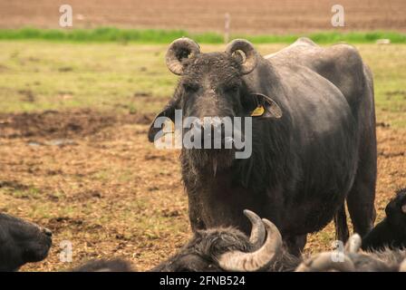 Buffle d'eau noire femelle à proximité sur le champ de boue de ferme de bétail Banque D'Images