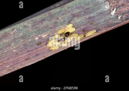 Petits nymphes jaunes de l'espèce Sipha flava manger Une feuille d'herbe de citron de l'espèce Cymbopogon citratus ils sont protégés par le rover a. Banque D'Images