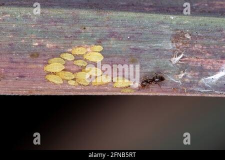 Petits nymphes jaunes de l'espèce Sipha flava manger Une feuille d'herbe de citron de l'espèce Cymbopogon citratus ils sont protégés par le rover a. Banque D'Images