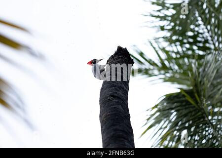 Pic ligné adulte de l'espèce Dryocopus lineatus Banque D'Images