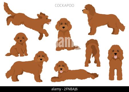 Cockapoo mix race clipart. Différentes poses, ensemble de couleurs de pelage. Illustration vectorielle Illustration de Vecteur