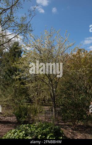 Printemps White Blossom sur un arbre à feuilles caduques de l'Himalaya sauvage (Pyrus pashia) en pleine croissance dans un jardin de forêt dans le Devon rural, Angleterre, Royaume-Uni Banque D'Images