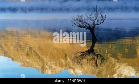 Arbre isolé reflété dans le lac Wakatipu avec le fond de brume matinale au lever du soleil, Glenorchy, Otago, île du sud, Nouvelle-Zélande. Banque D'Images