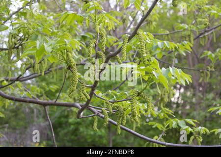 Magnifique noyer en fleur - fleurs vertes et allongées sur les branches. Banque D'Images