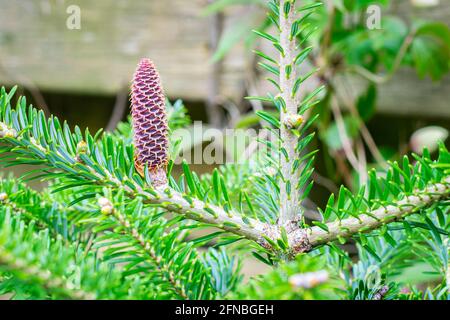 Petit cône pourpre de sapin coréen (Abies koreana) dans un jardin botanique Banque D'Images