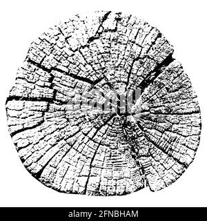 Anneaux de croissance des arbres. Bois de coupe naturel. Illustration vectorielle. Illustration de Vecteur