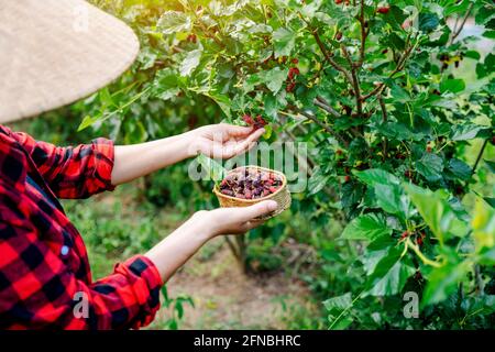 Gros plan de l'agriculture ou les agriculteurs récoltent des mûres fraîches, des mûres noires et des mûres rouges non mûres sur la branche de l'arbre. Fruits de baies sains. Banque D'Images