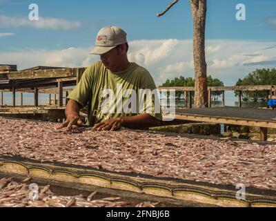 Kaimana, Papouasie occidentale, Indonésie - février 10 2017 : un homme local sèche de petits poissons sur des filets spéciaux, 'Aktivitas menjemur ikan'. Péninsule d'Bird Head, Banque D'Images